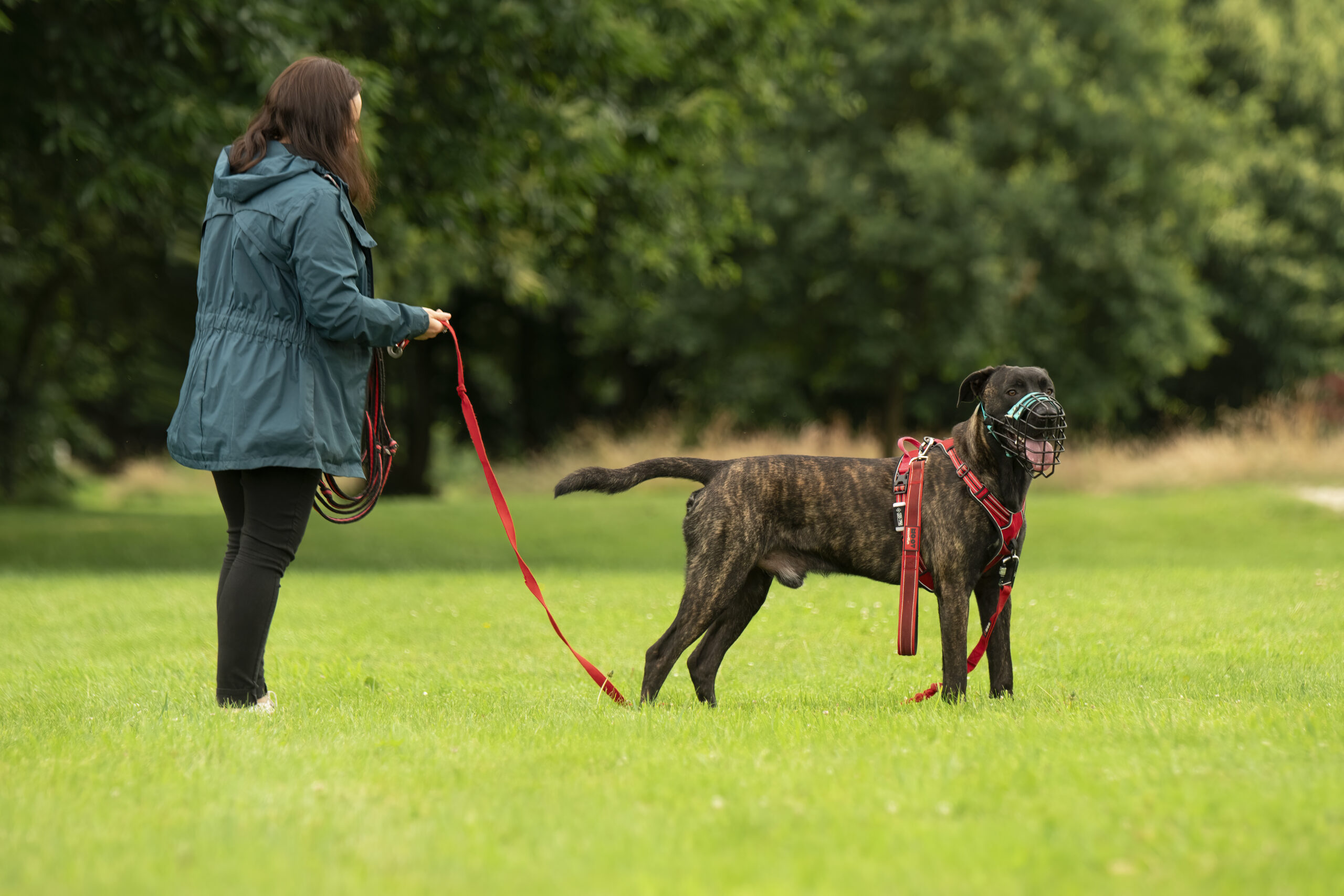 Travail de gestion avec un chien réactif en longe