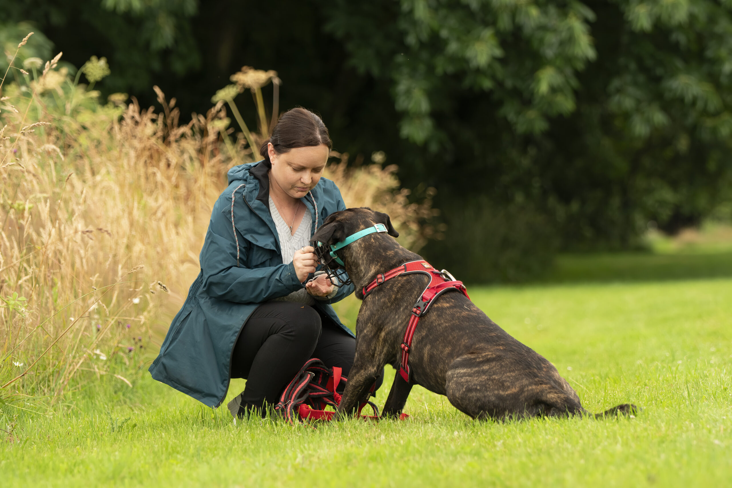 Approche comportementale et observation du chien