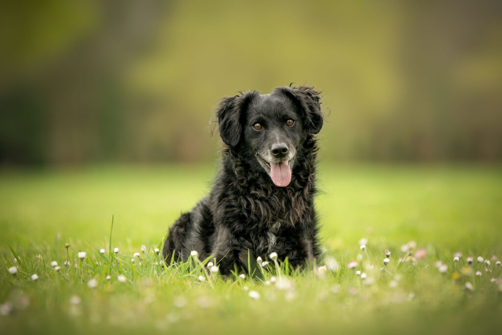 Educateur canin Rennes