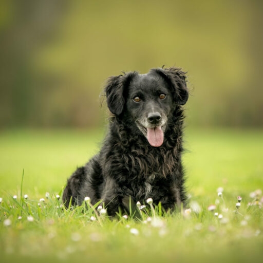 Comportementaliste canin à Rennes