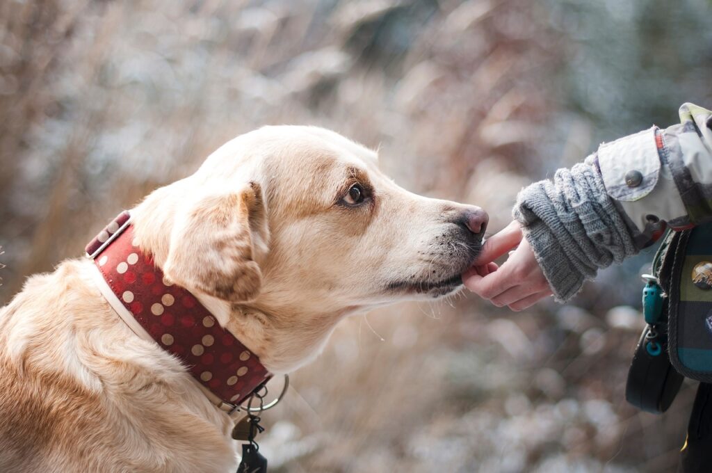 Educateur chien Corps Nuds Rennes