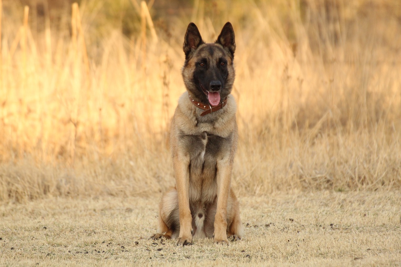 Choisir un éducateur canin adapté à son chien