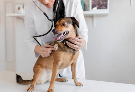 Chien lors d'un examen vétérinaire