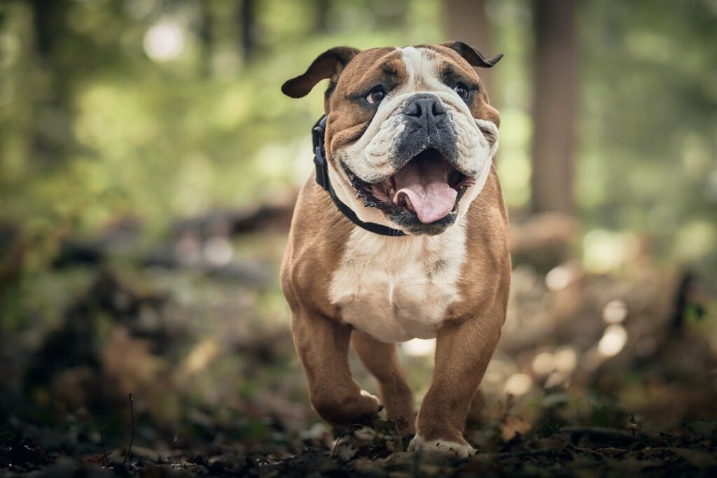 Educateur canin Rennes