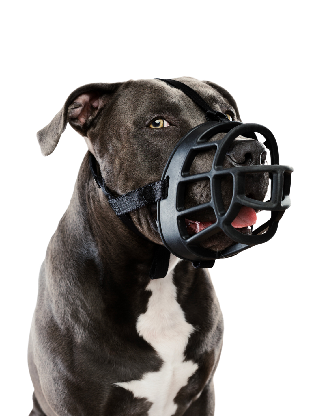 Chien portant une muselière de type Baskerville