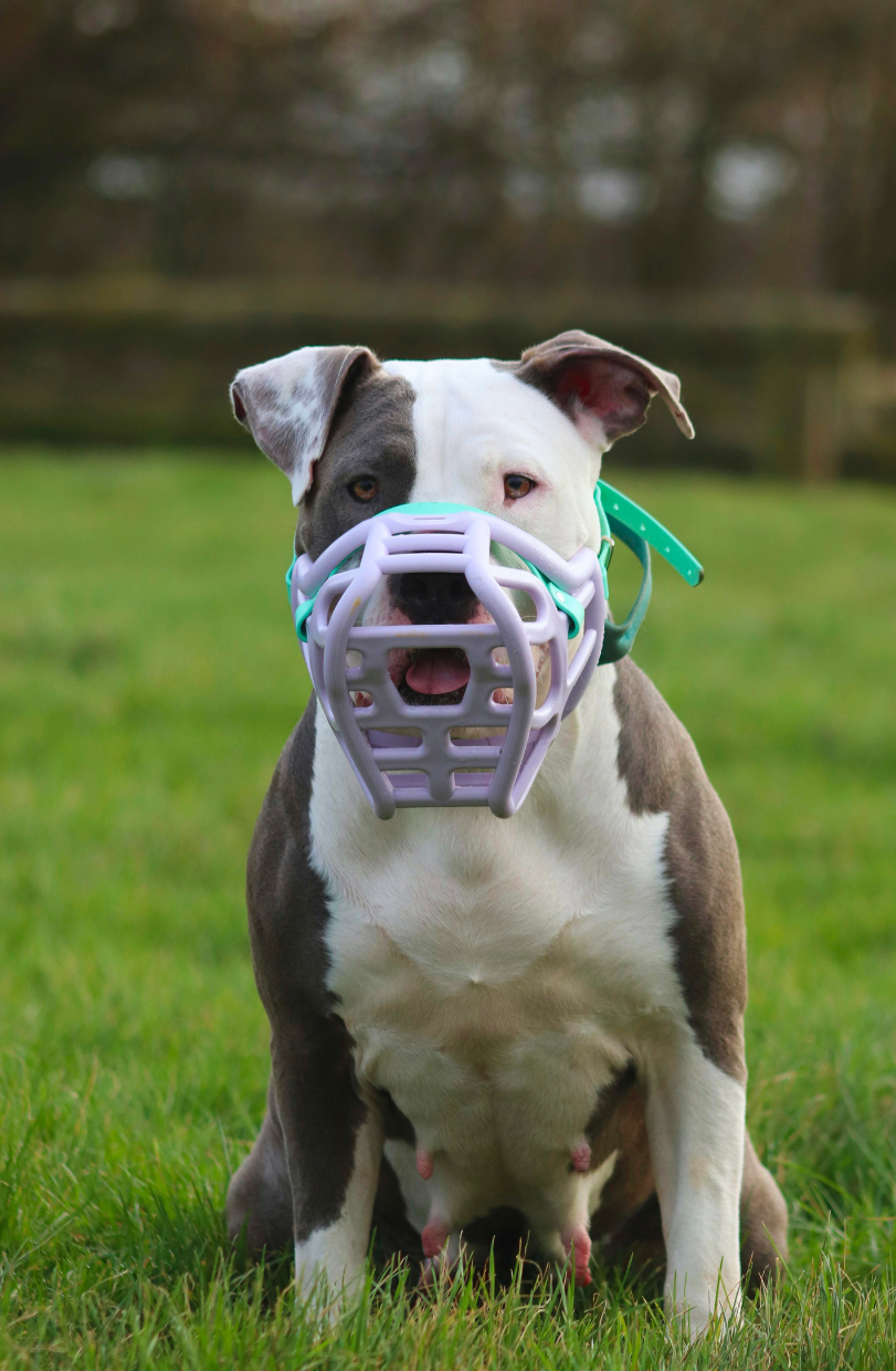 Chien portant une muselière avec suffisamment de hauteur pour haleter