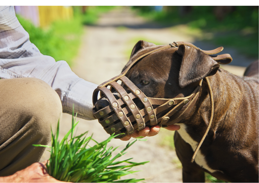 Educateur chien Rennes