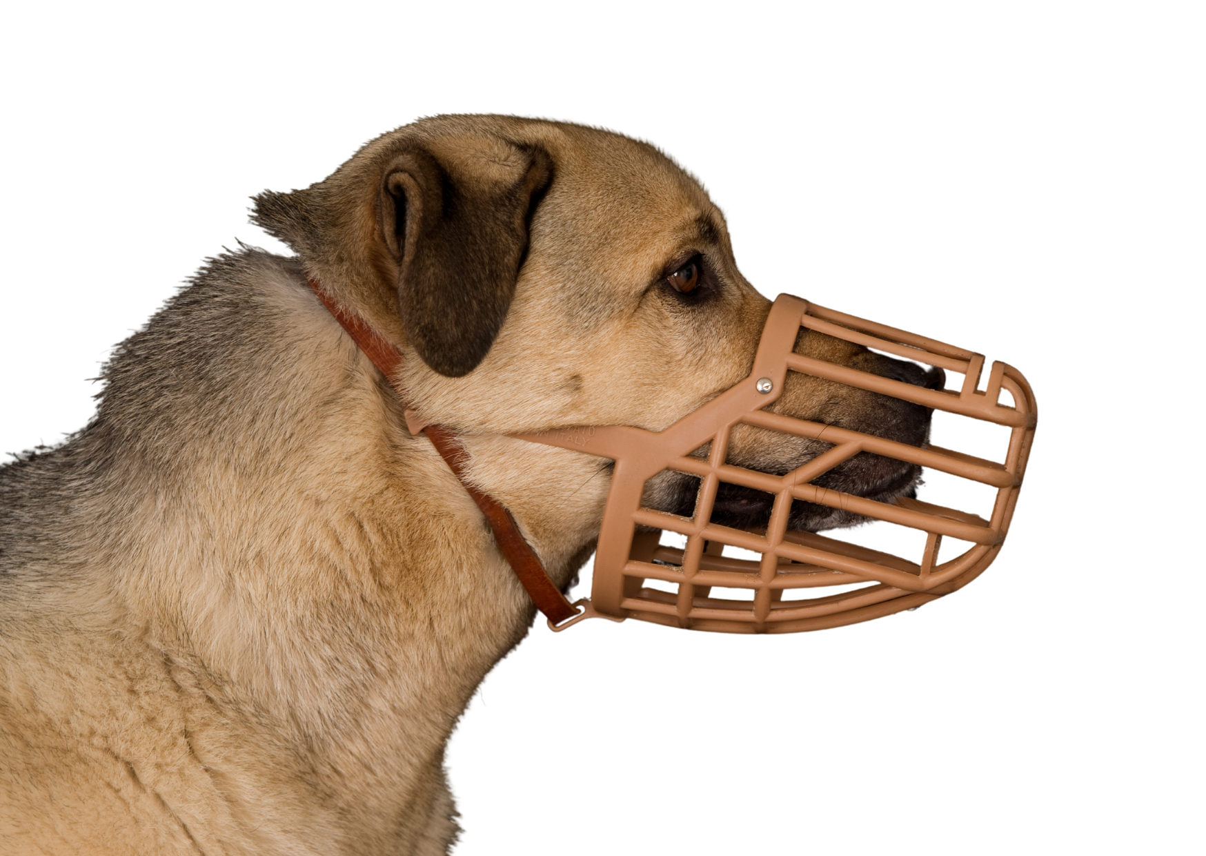 Muselière rigide adaptée pour le port quotidien chez un chien