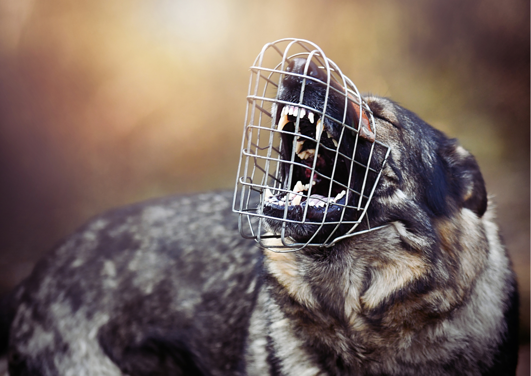 Chien portant une muselière cage correctement ajustée