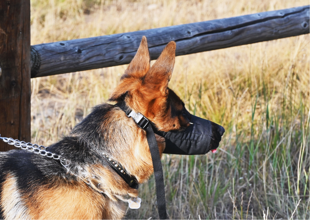 Educateur chien Rennes