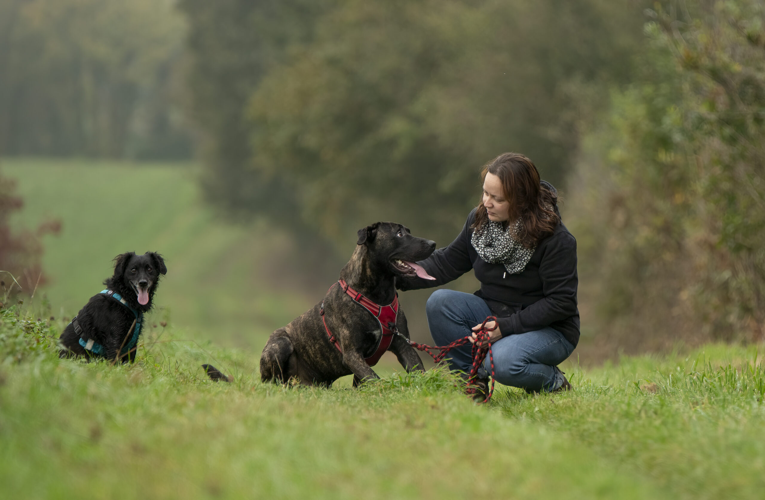 Educateur canin Rennes