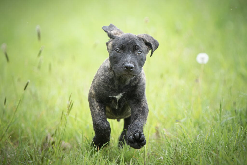 Educateur chien reactifs à Rennes