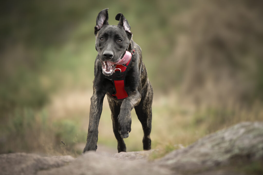 Educateur chien reactifs à Rennes