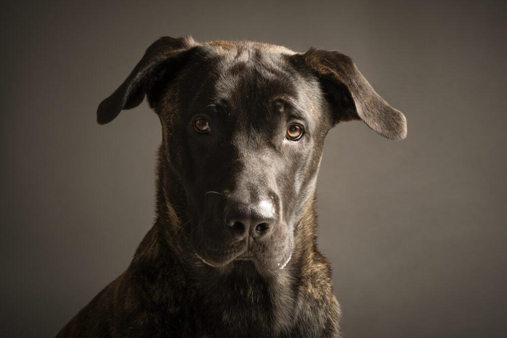 Educateur chien reactifs à Rennes