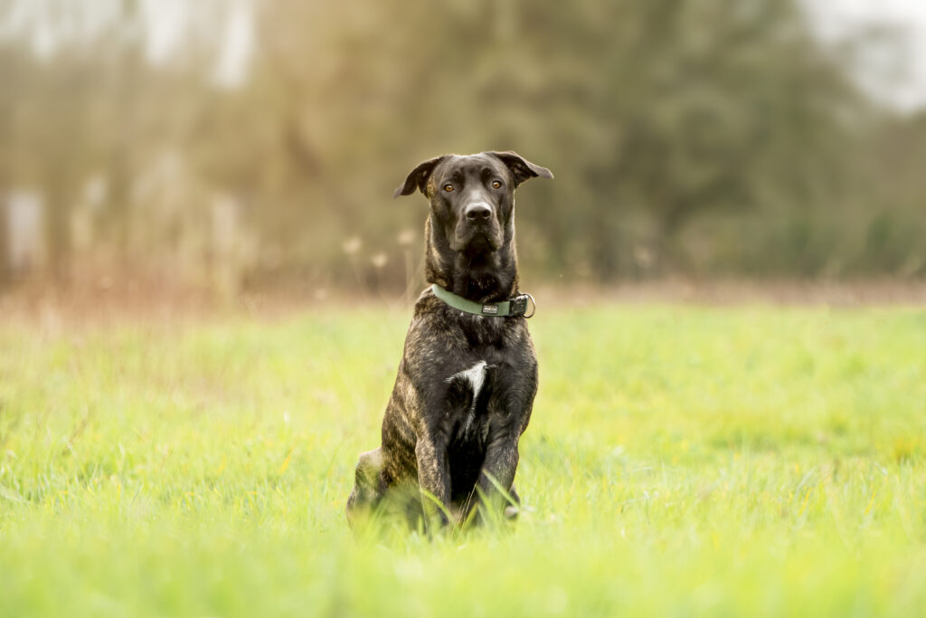 Educateur chien reactifs à Rennes