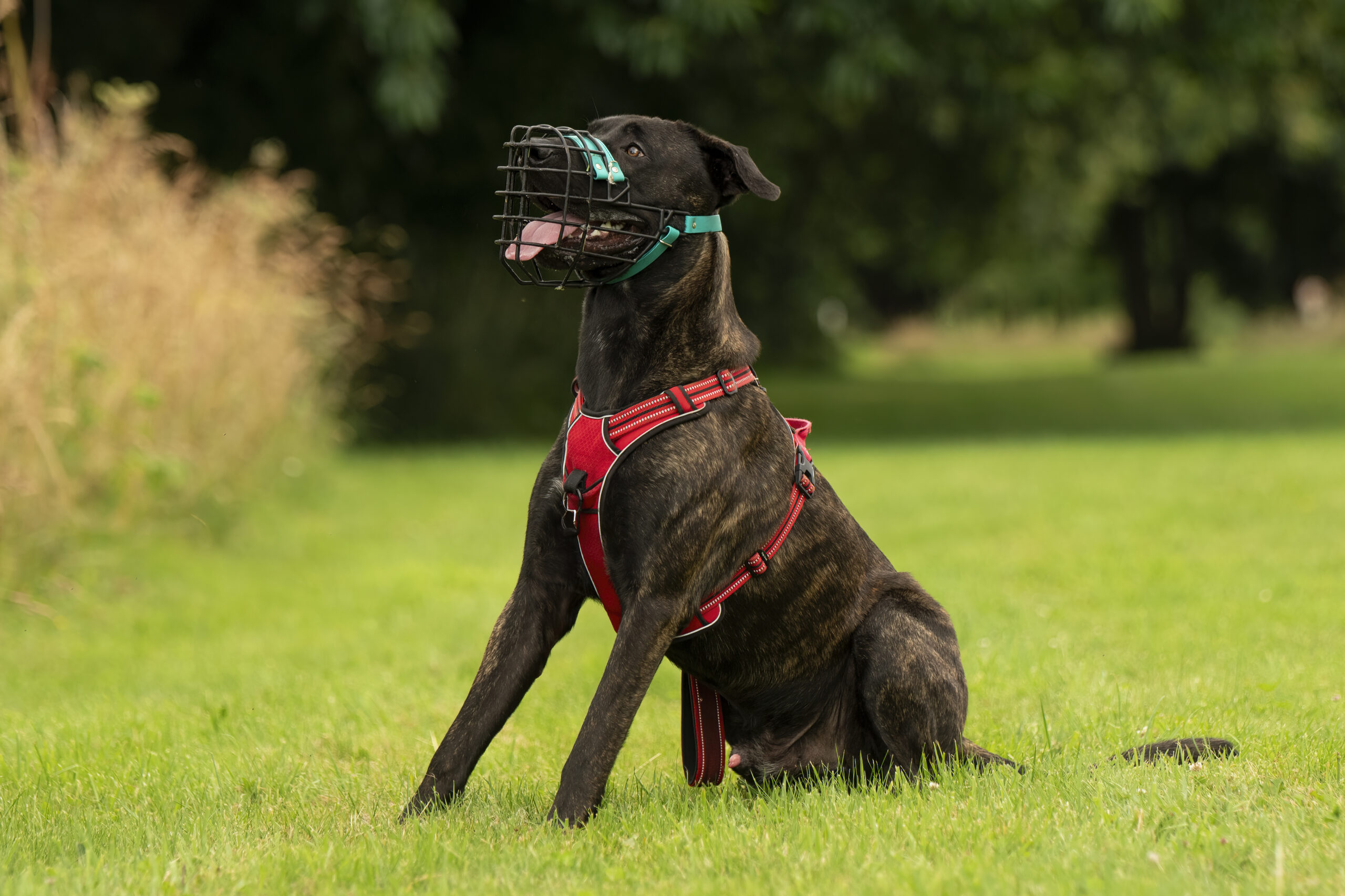 Comportementaliste canin Rennes