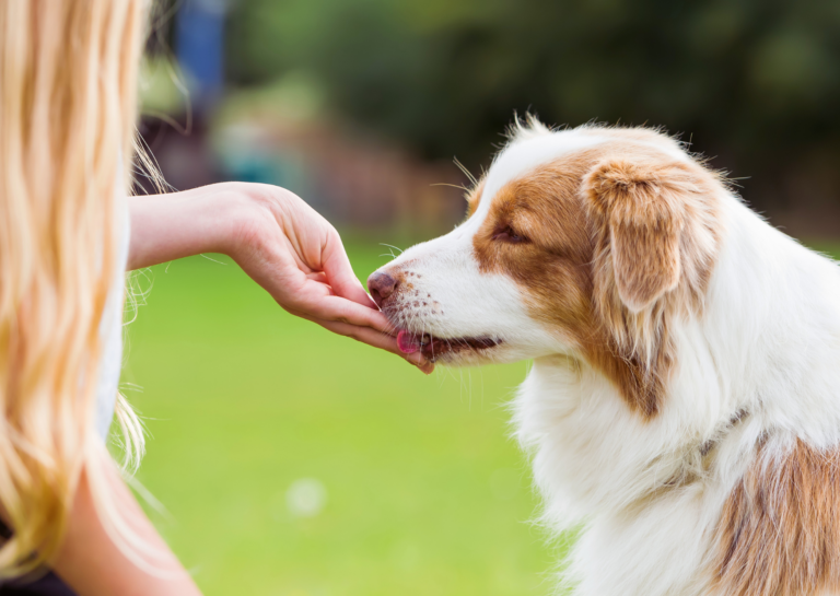 Contre conditionnement éducateur canin Rennes