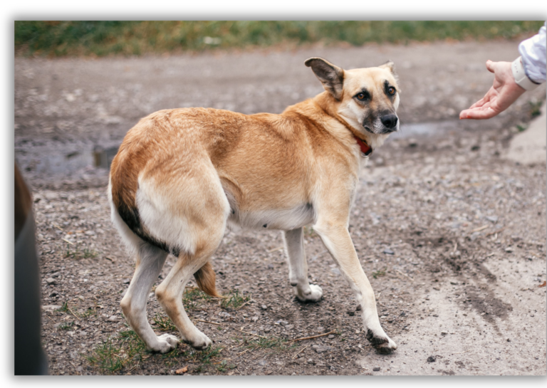 Les traumatismes chez le chien