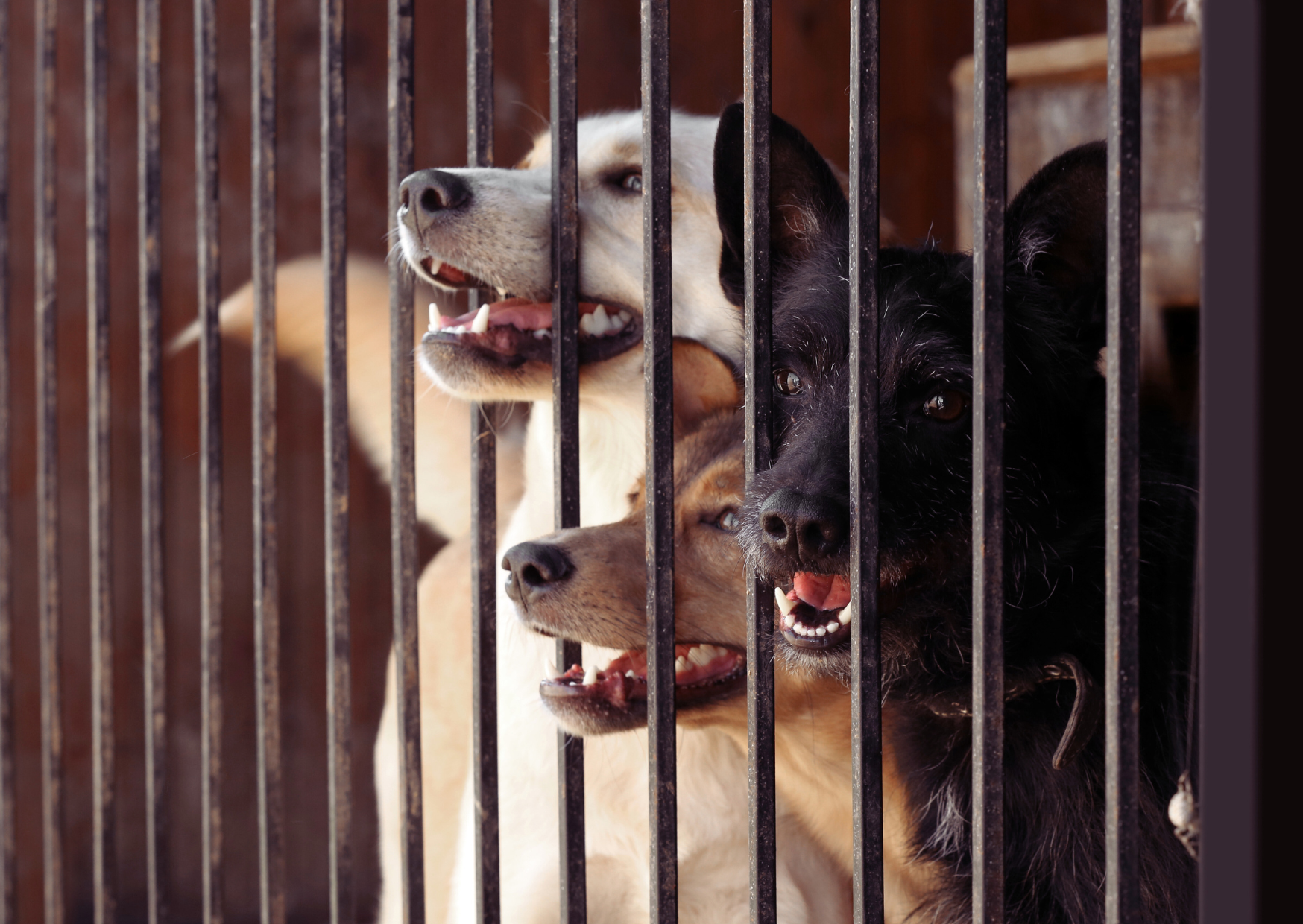 Les traumatismes chez le chien