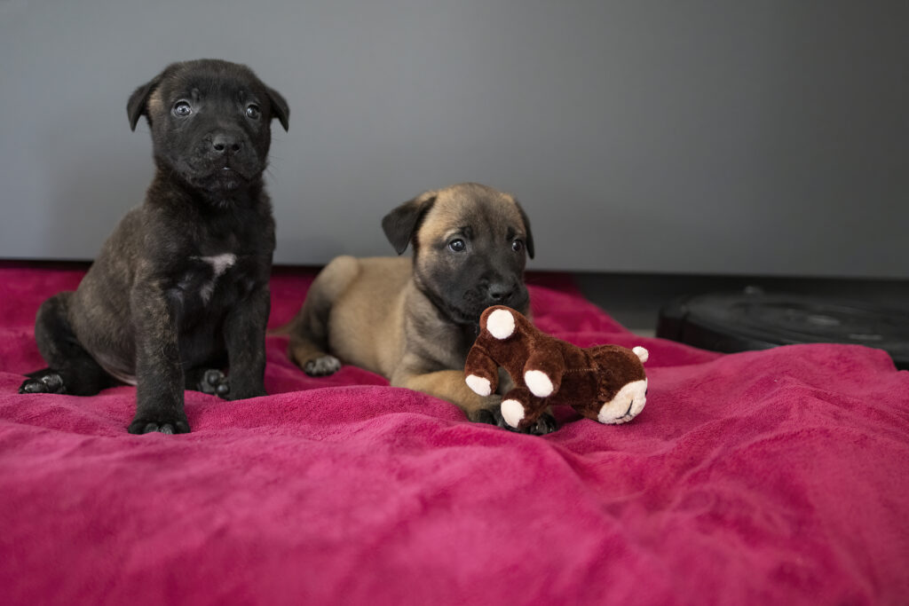 Educateur chien reactifs à Rennes