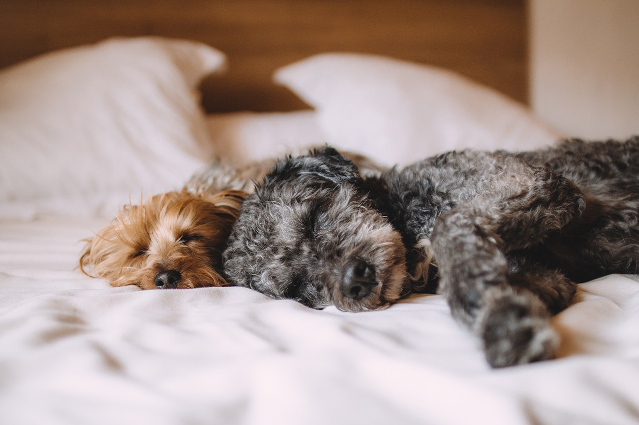 Chien détendu dans un environnement calme et sécurisant