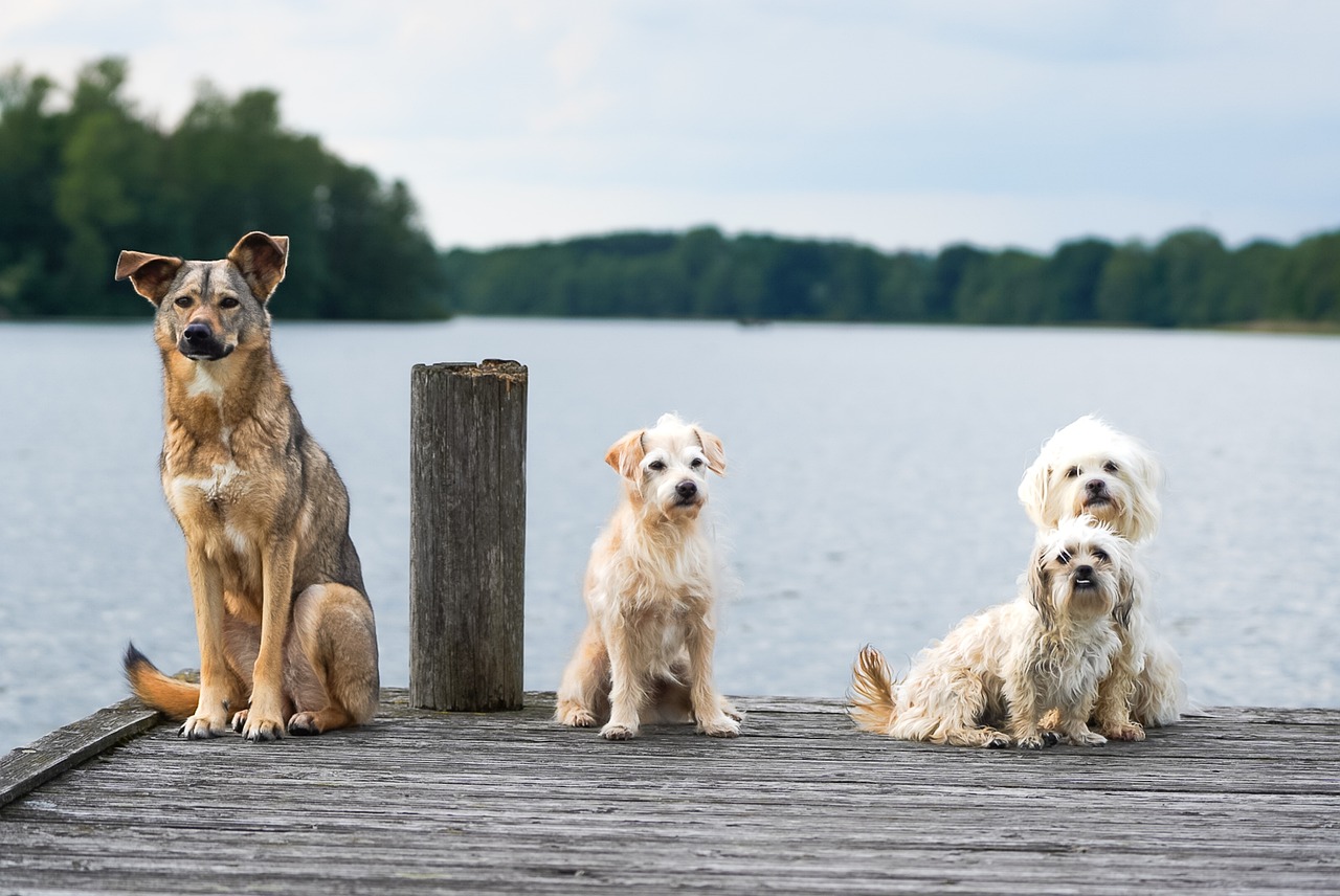 Chien observant un déclencheur à distance lors d'un travail de réactivité