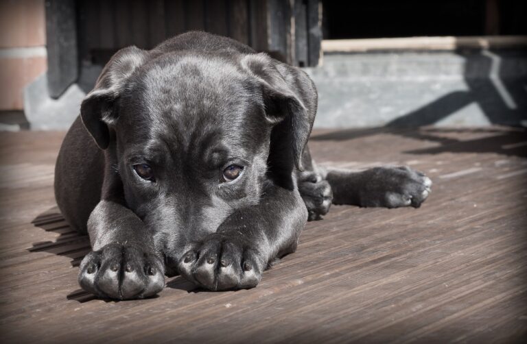 Comportementaliste canin à Rennes