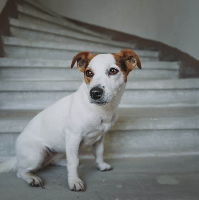 Educateur canin à Rennes