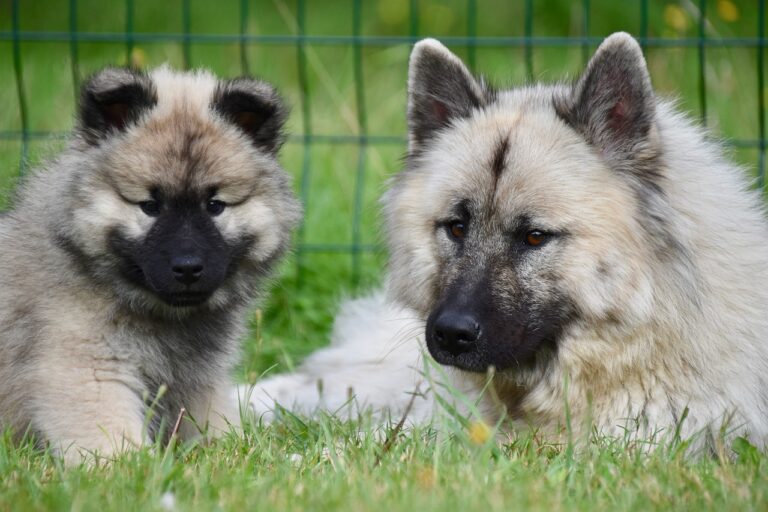 L'analyse comportementale avec un éducateur canin à Rennes