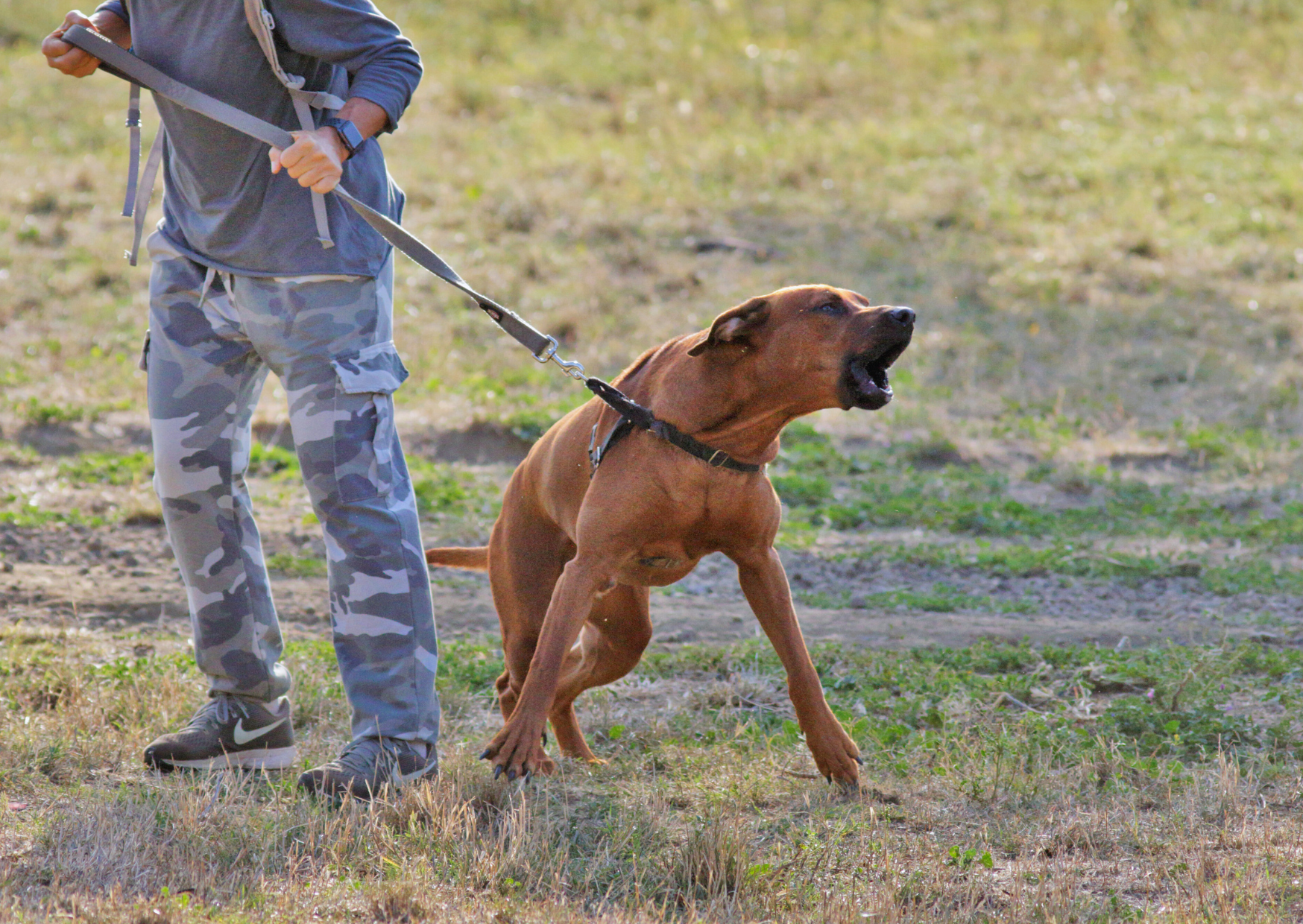 Accompagnement d'un chien réactif à Rennes