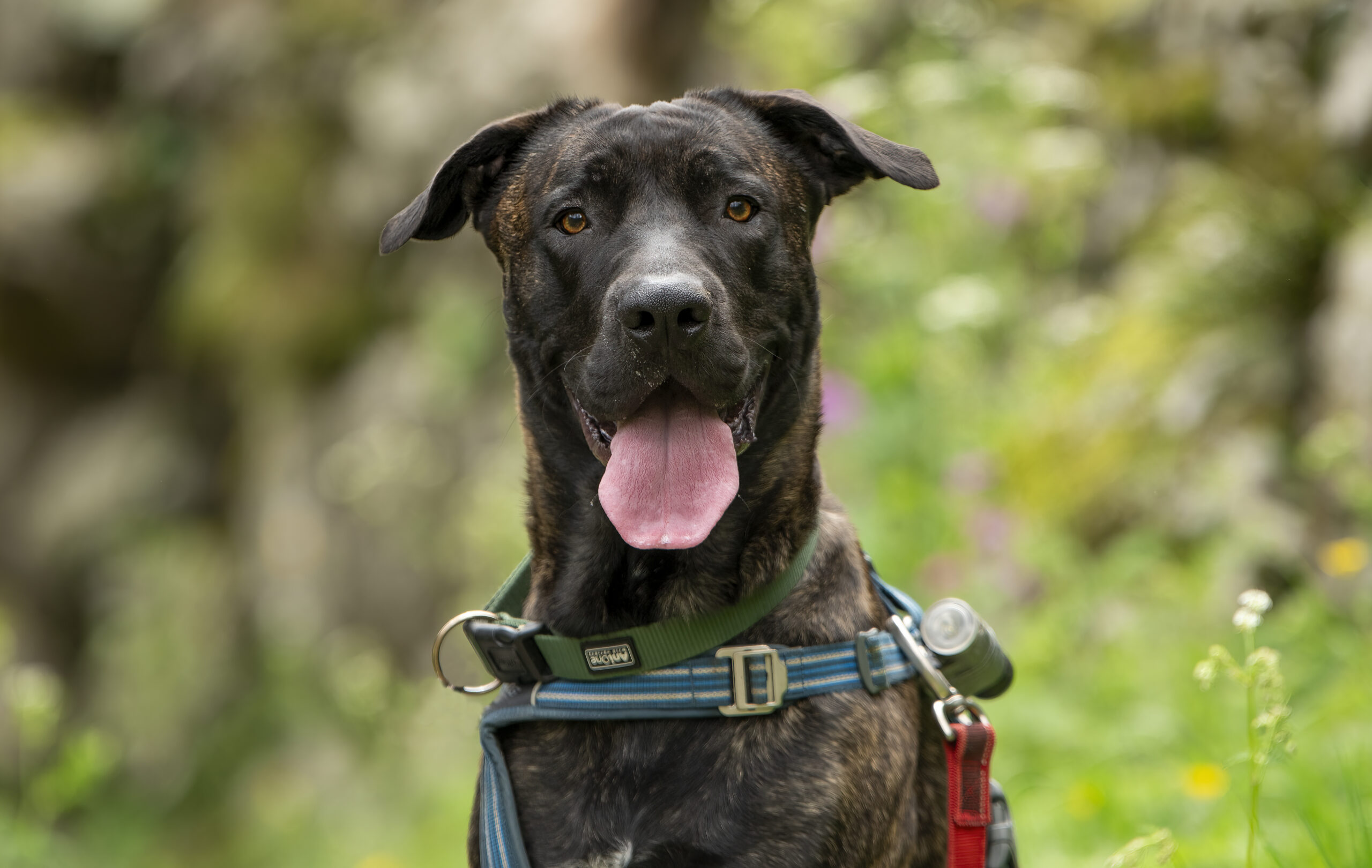 Chien sensible en vacances en Ardèche