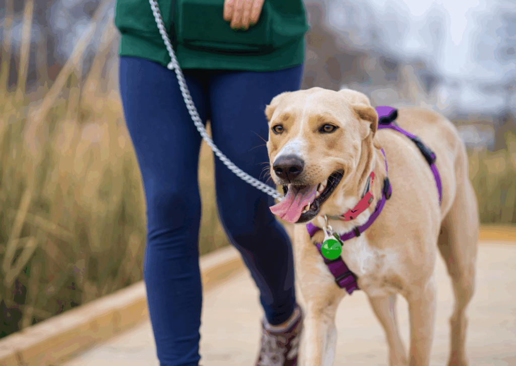 Chien réactif à Rennes