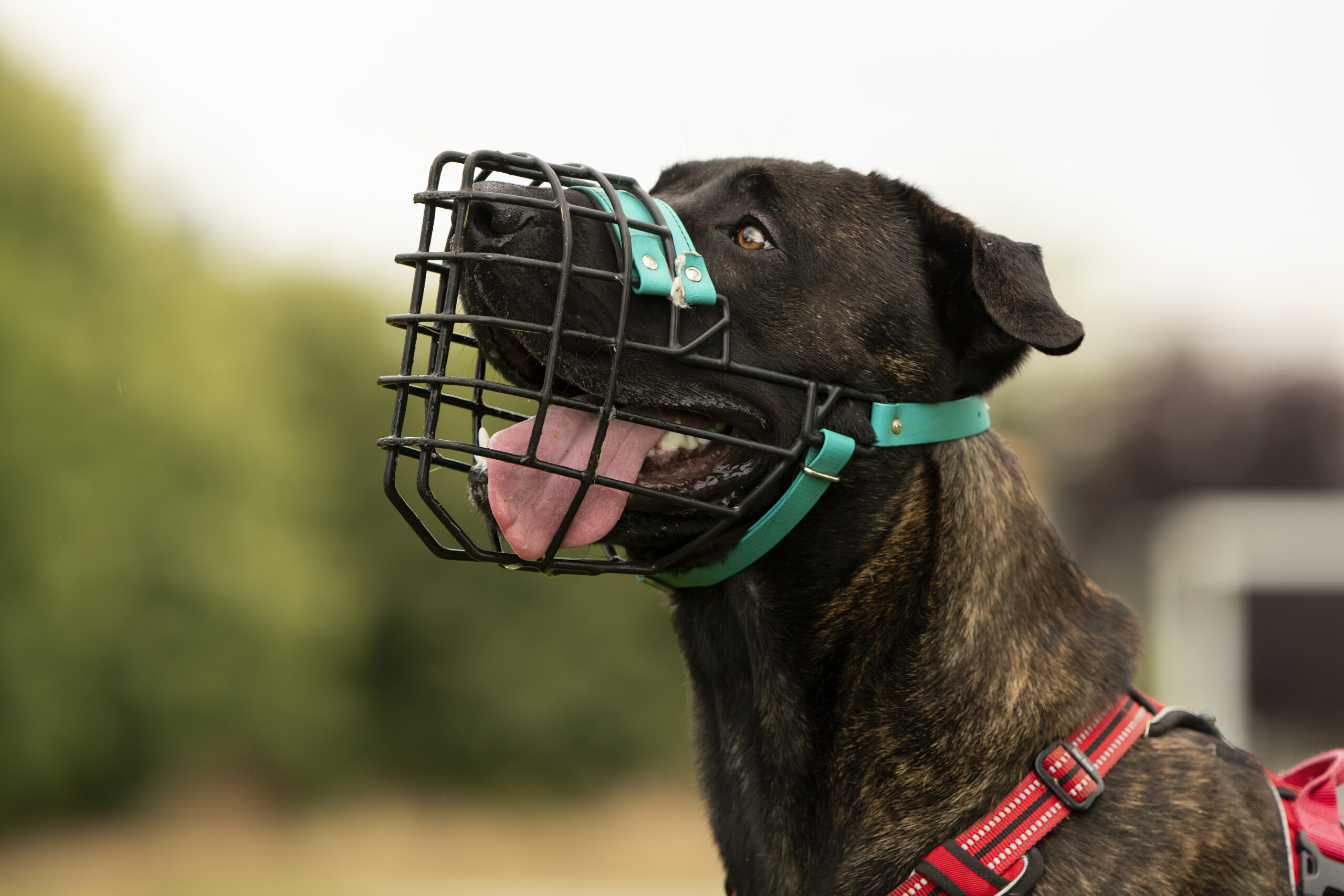 Muselière confortable pour chien réactif