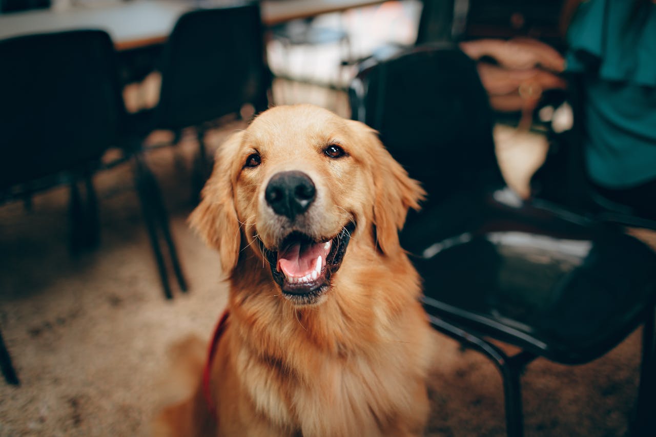 Chiot en socialisation positive