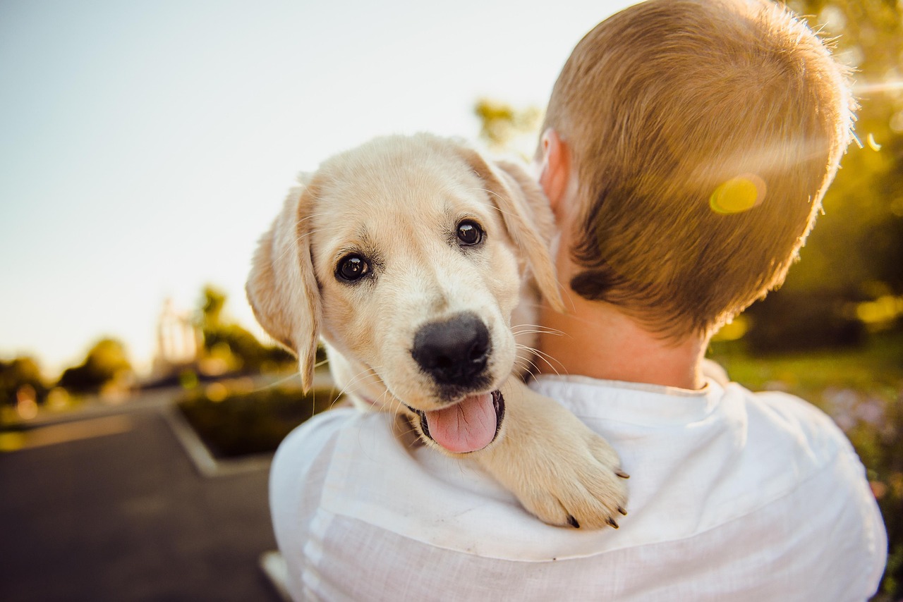 Relation humain chien lors d'une séance d'éducation canine à Rennes