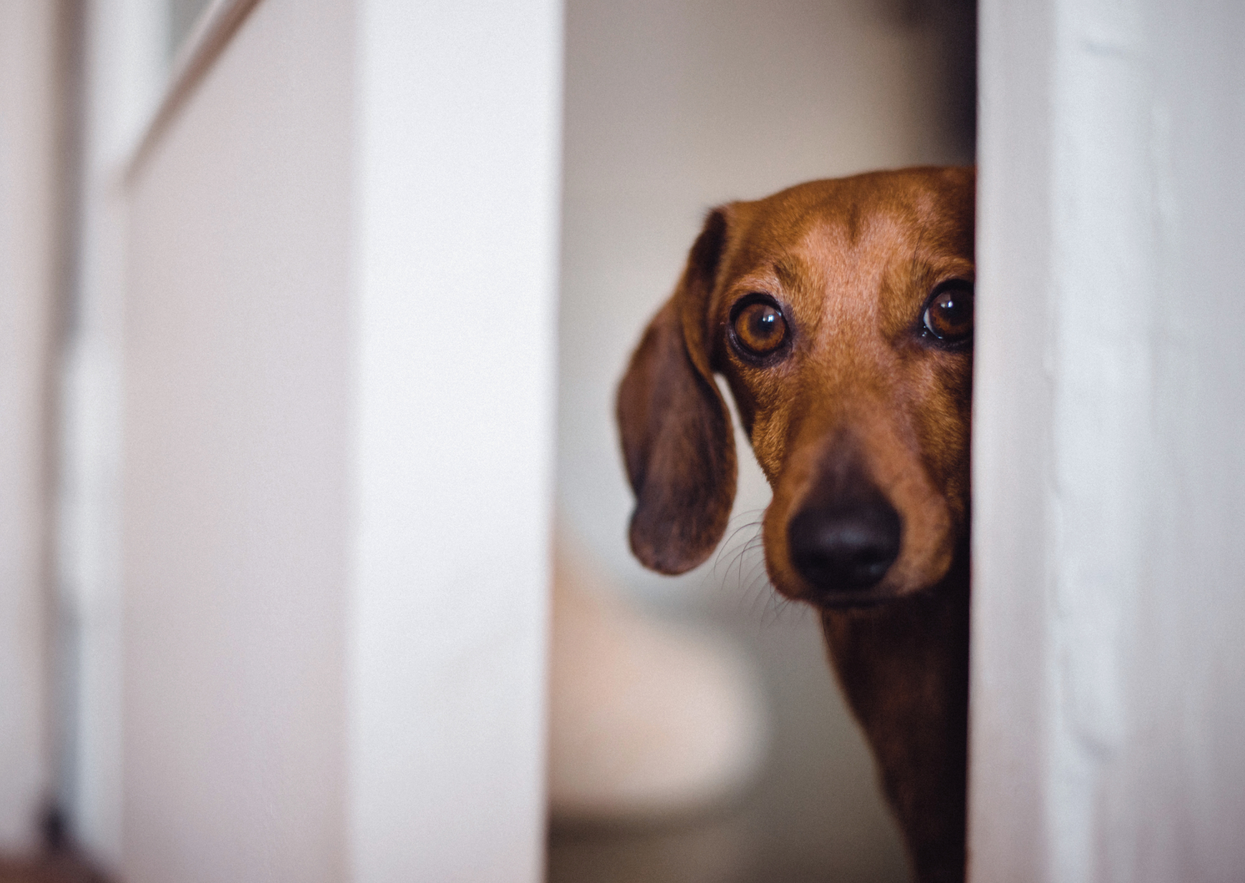 Éducateur canin à Rennes