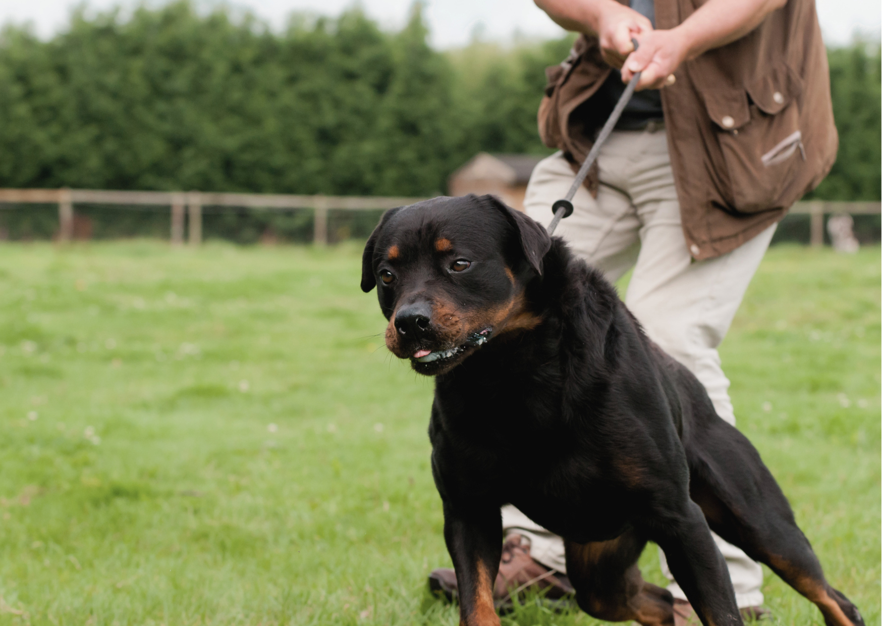 Éducateur canin à Rennes