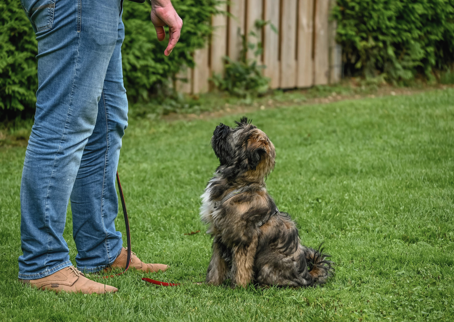 Éducateur canin à Rennes