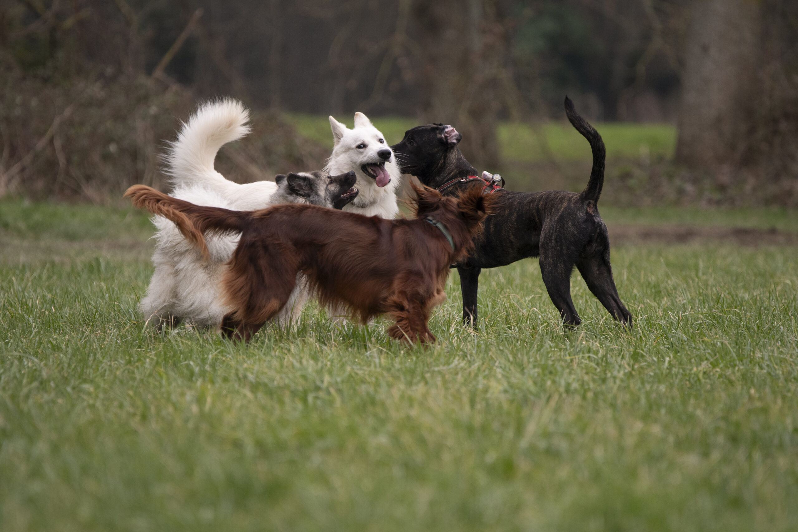 Balade canine Rennes