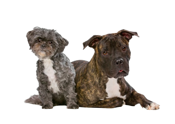 Chien réactif Rennes