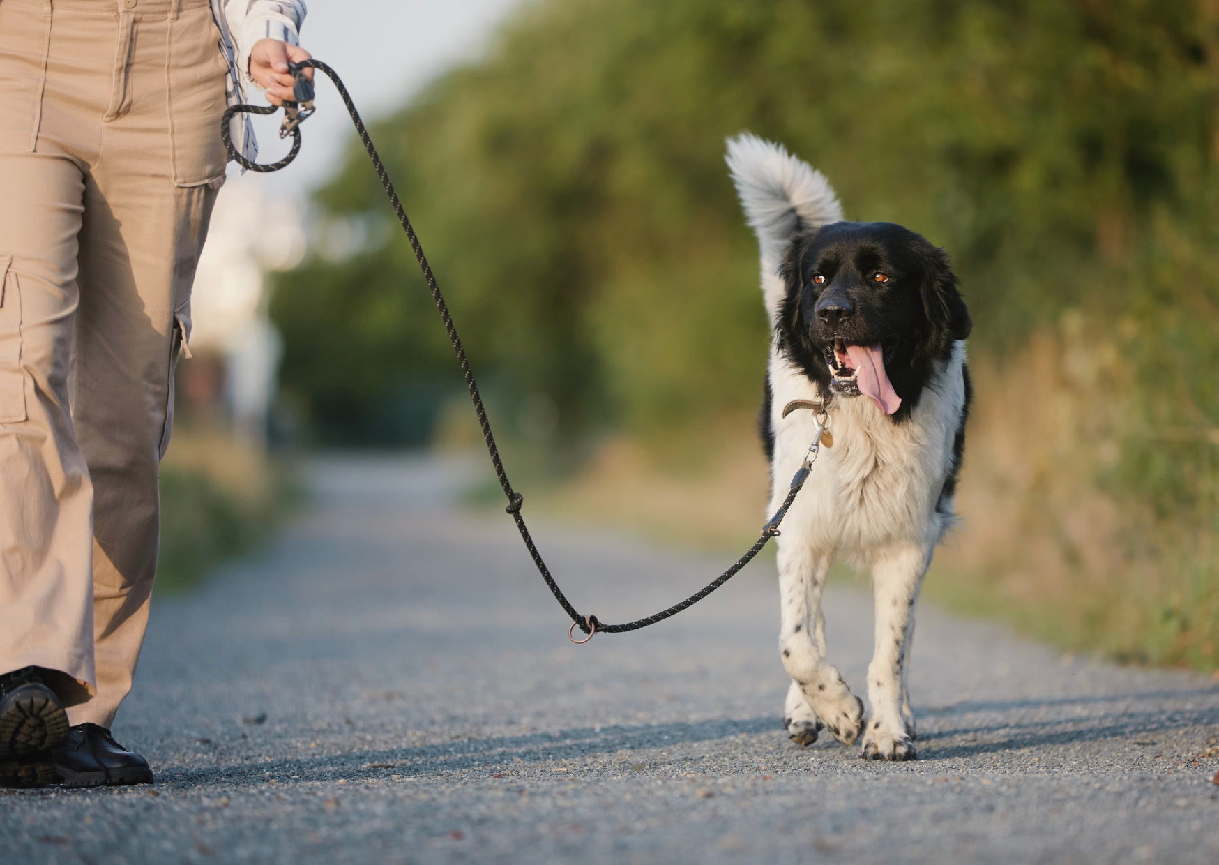 Educateur canin Rennes