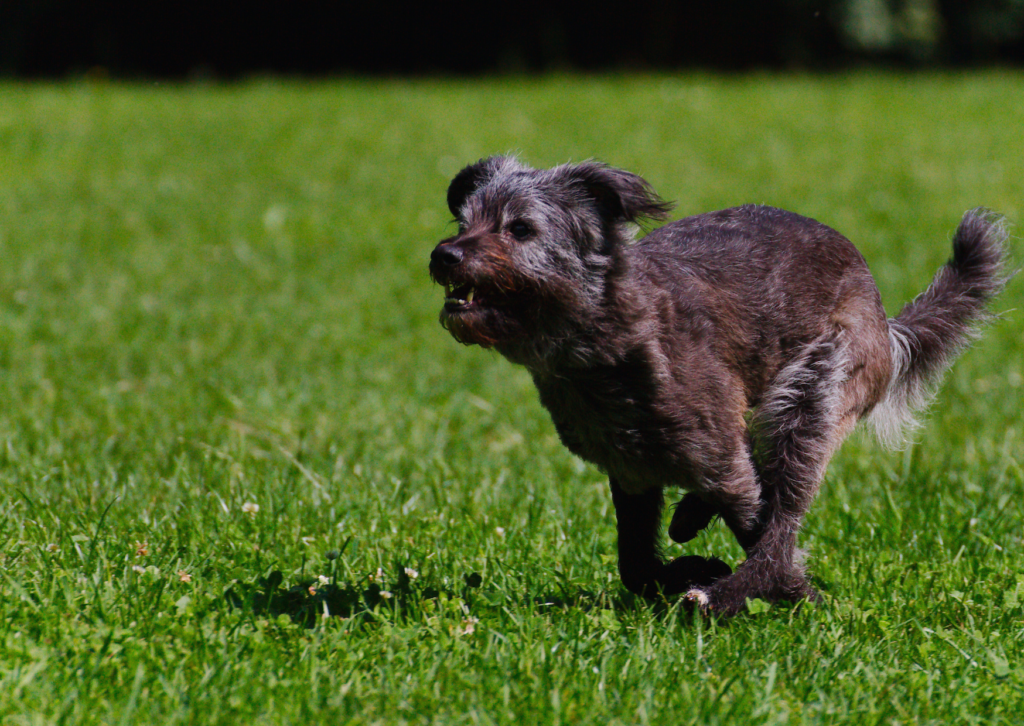Comportementaliste chien Rennes