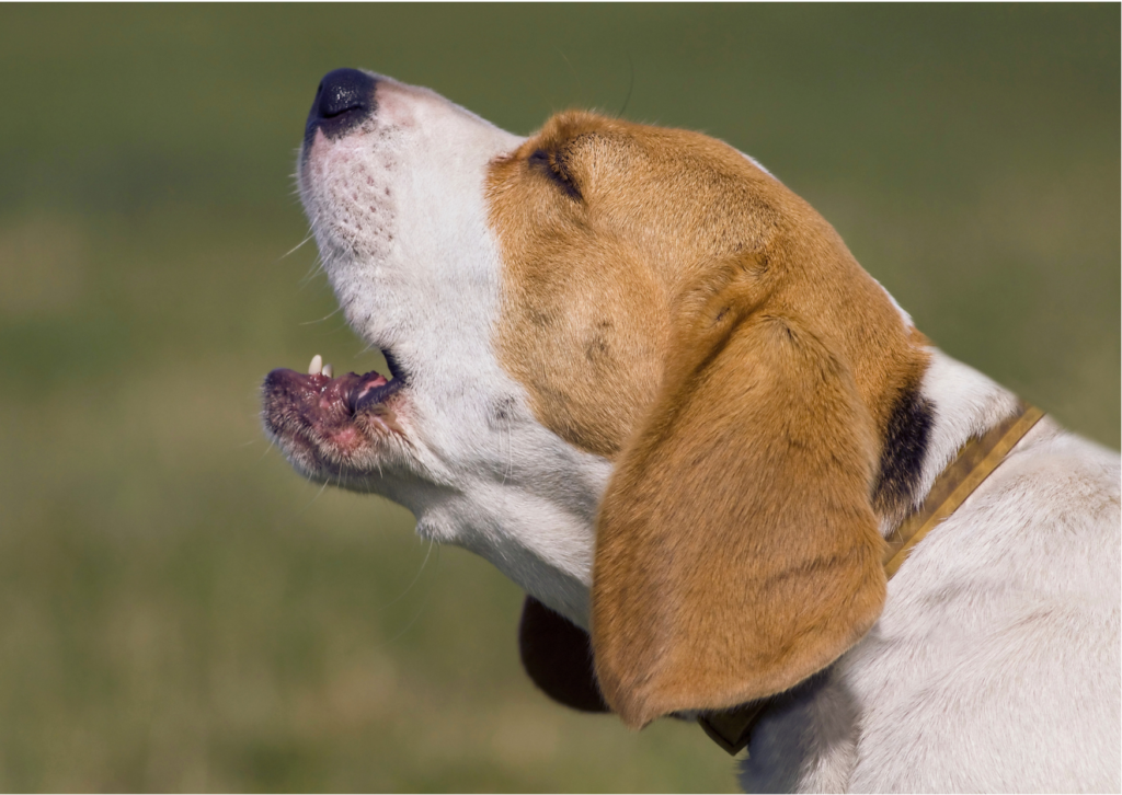 Dresseur chien à Rennes
