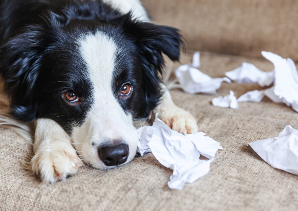 Educateur canin Rennes