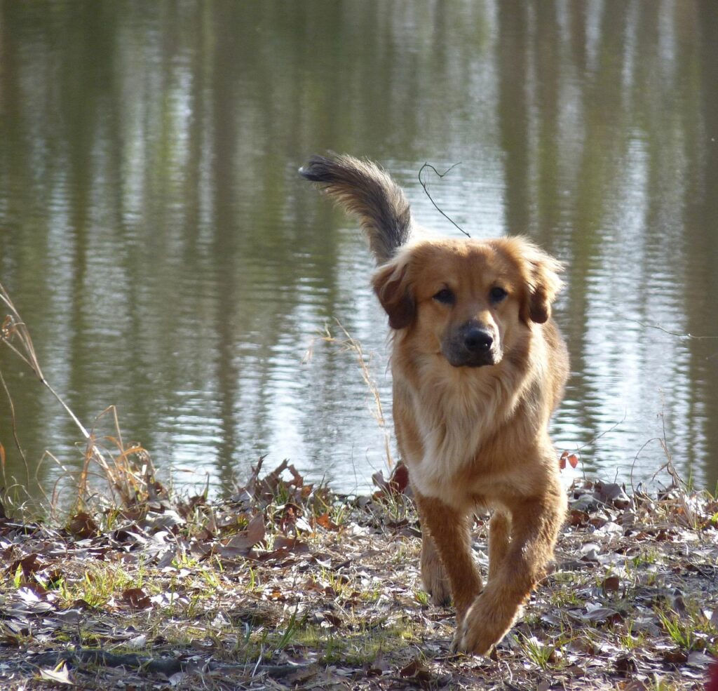 educateur canin ille et vilaine chien en séance