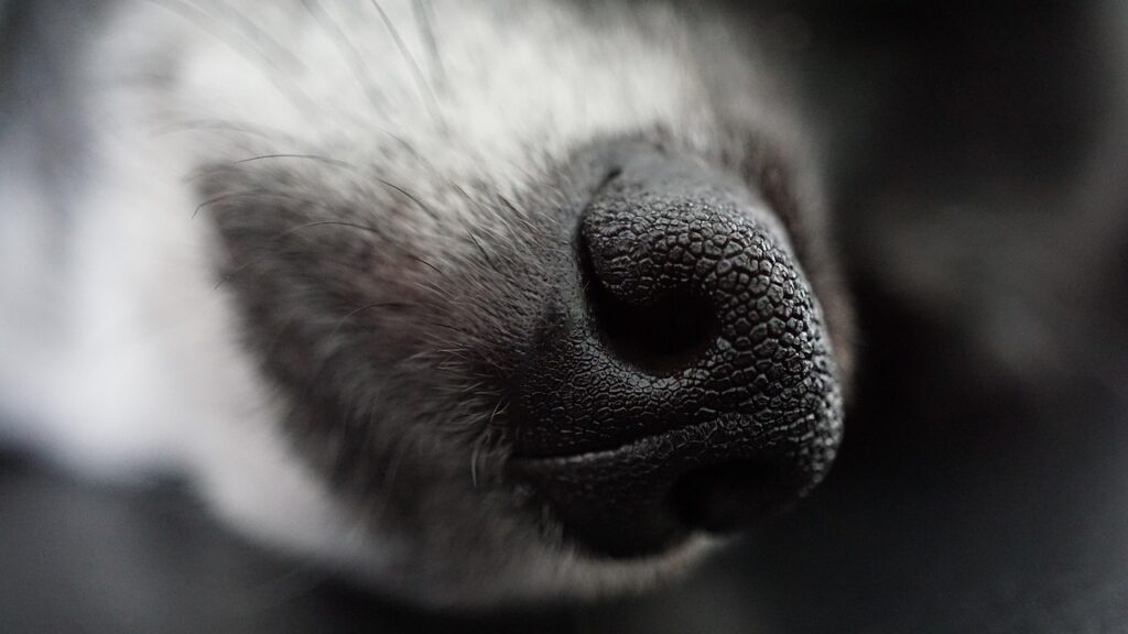 dog, dog nose, dog snout, macro, snout, pores, chihuahua, nature, animal, pet, close up