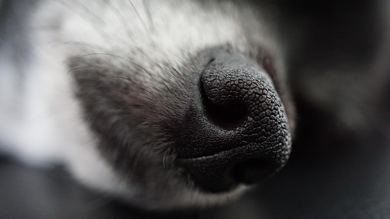 Approche respectueuse du chien