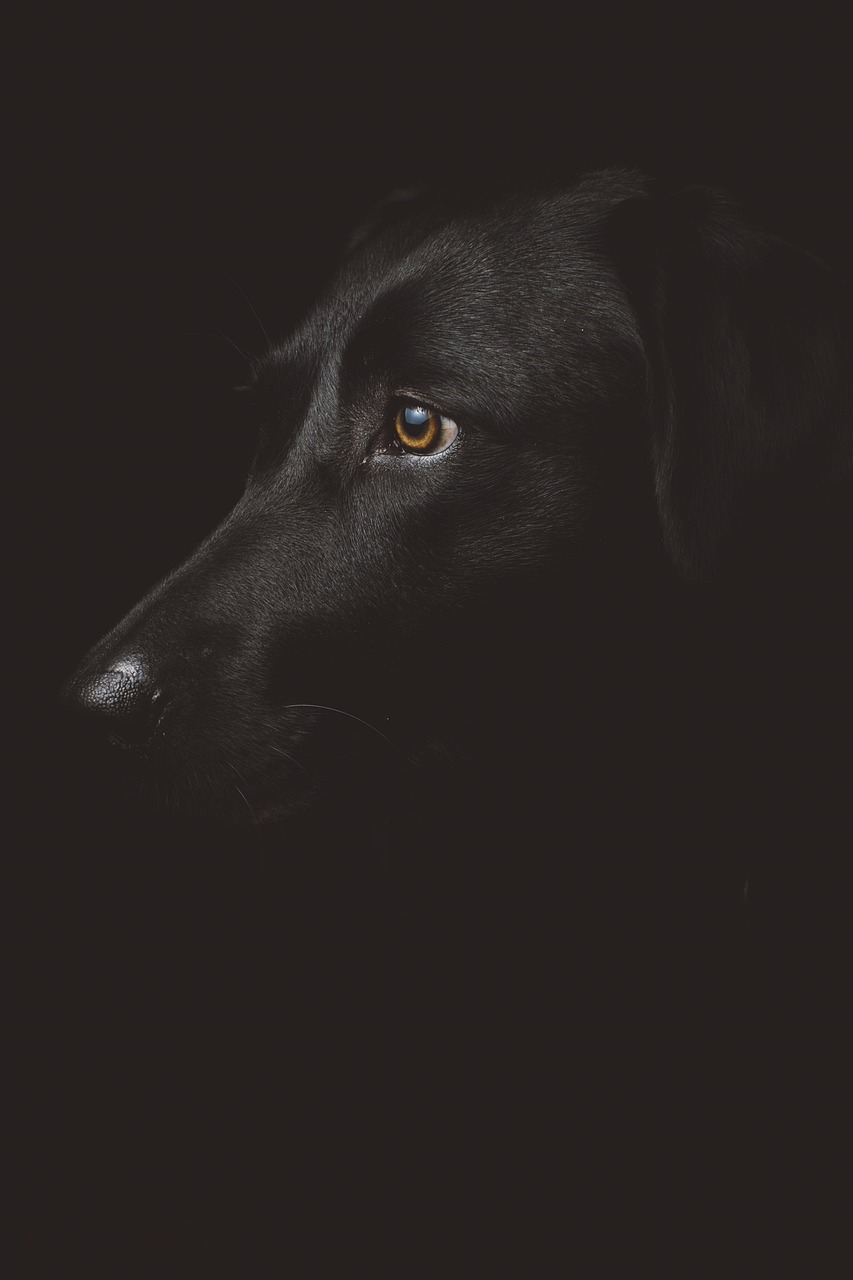 Chien réactif observant son environnement à distance pendant une promenade