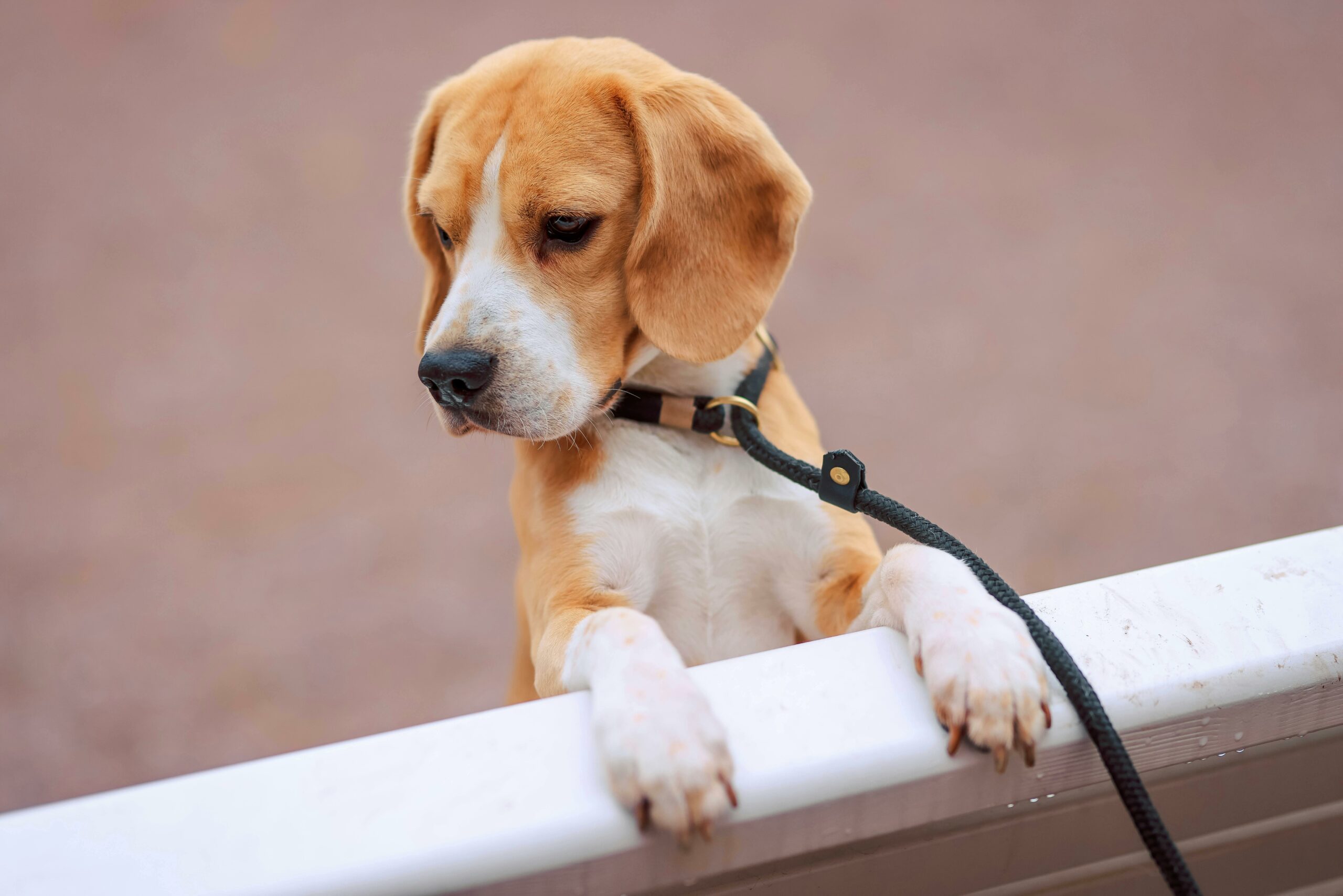 Forfait 3 séances d’éducation canine à Rennes