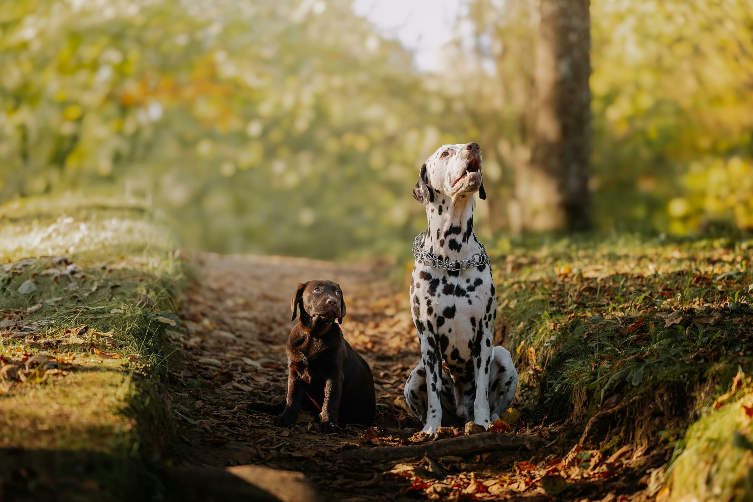 A Dalmatian and Labrador puppy sitting on a sunlit forest path in autumn.